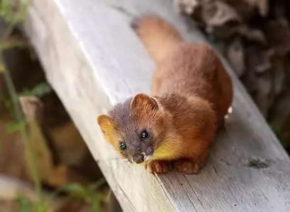 ������Ϊʲô���ܴ� �����ǳɾ�����ʵ�¼�