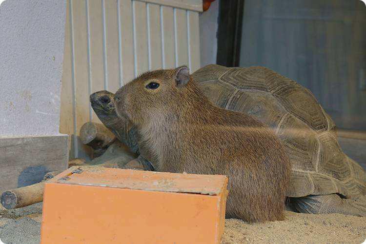 ˮ��Ϊʲô�����������������û�� ˮ��Ϊʲô�ǽ��ʻ�