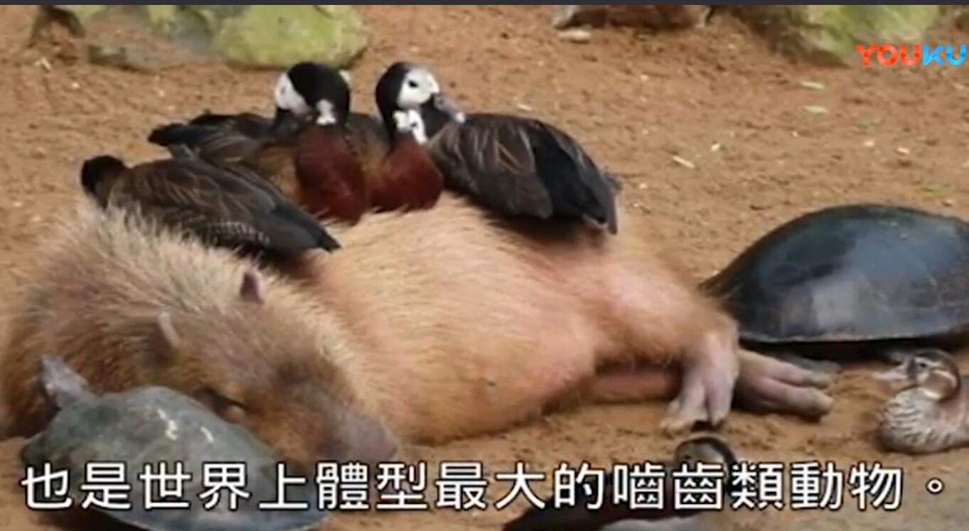 ˮ��Ϊʲô�����������������û�� ˮ��Ϊʲô�ǽ��ʻ�