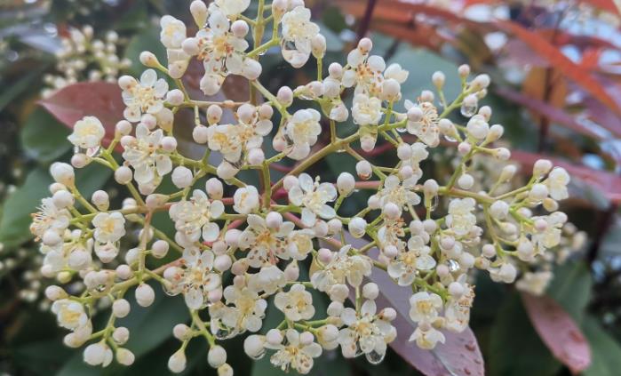 ʯ骻�������ʲôζ�� �Ϻ�����ʯ骻���ʲô��