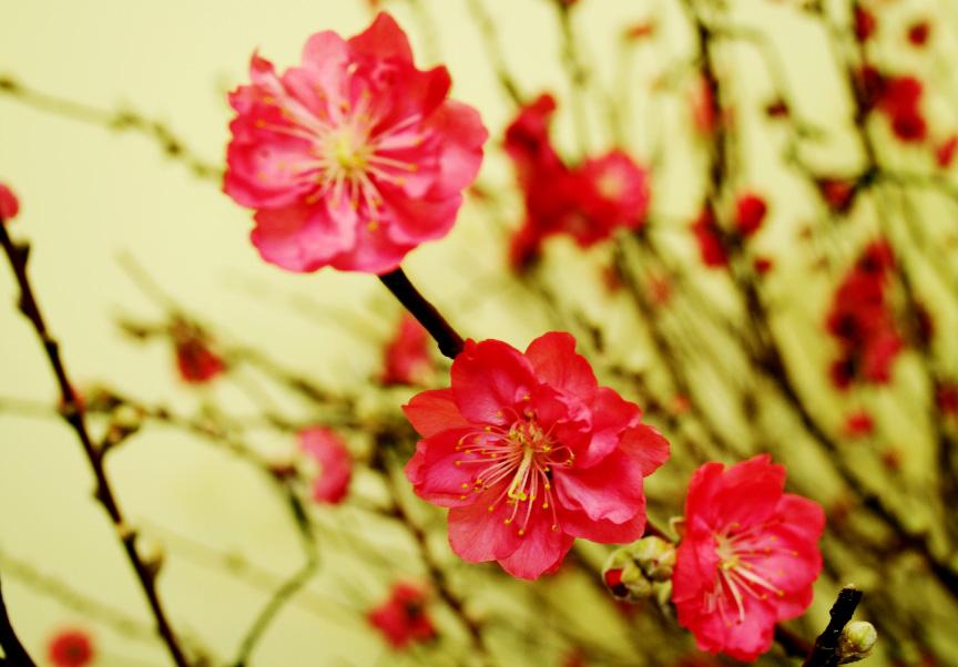 �һ�Ϊʲô���ܷż��� �ż�����ʲô������