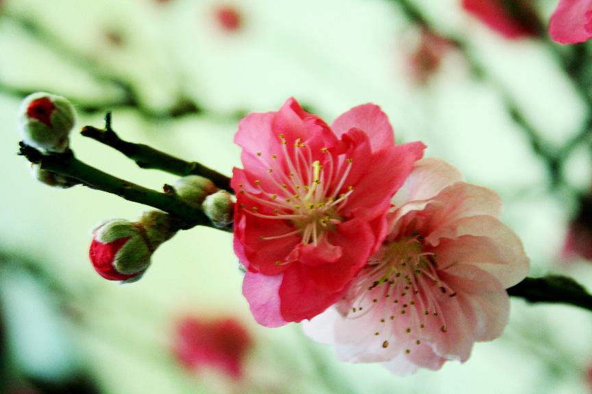 �һ�Ϊʲô���ܷż��� �ż�����ʲô������