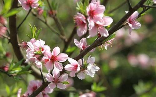 �һ�Ϊʲô���ܷż��� �ż�����ʲô������