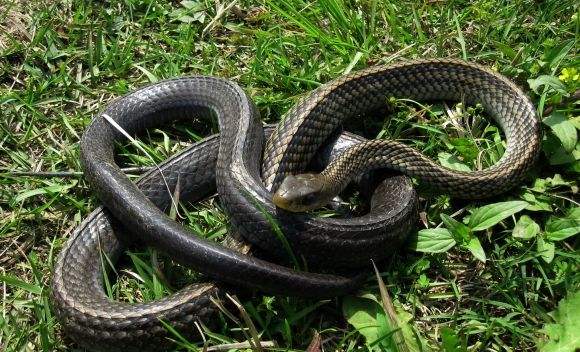 森林王蛇最大能有多大 它和眼镜王蛇