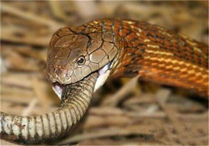 森林王蛇最大能有多大 它和眼镜王蛇是一类吗