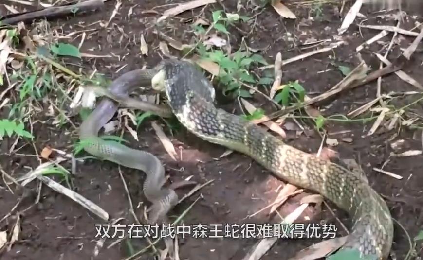 森林王蛇最大能有多大 它和眼镜王蛇是一类吗