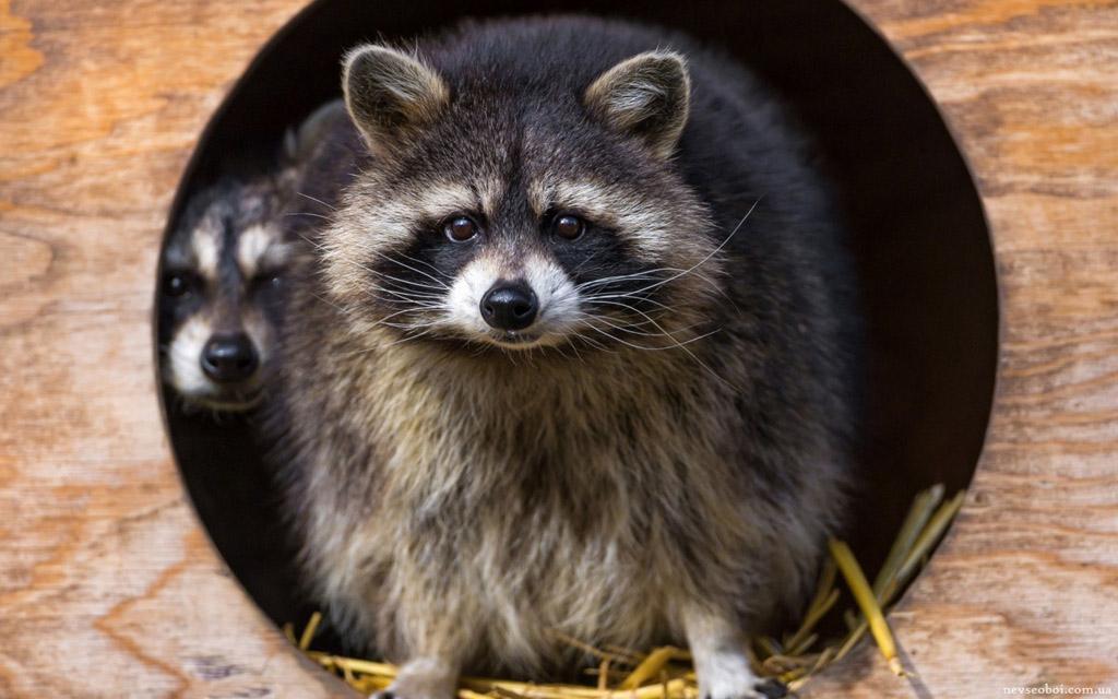 ��ܿ��Ե��������� ����С��è��������ʲô