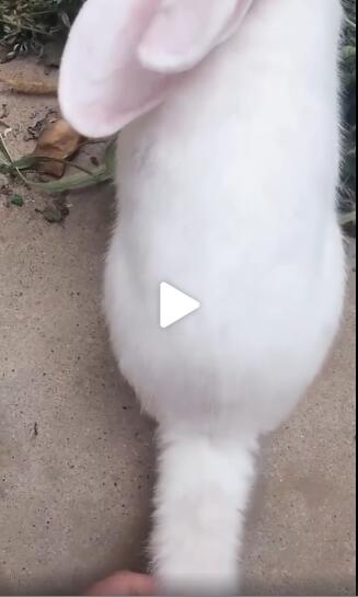 兔子尾巴很长 动兔子尾巴会怎么样