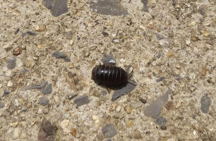 ���ϳ��ҧ���� ��ʲô���ﳤʲô����ͼƬ