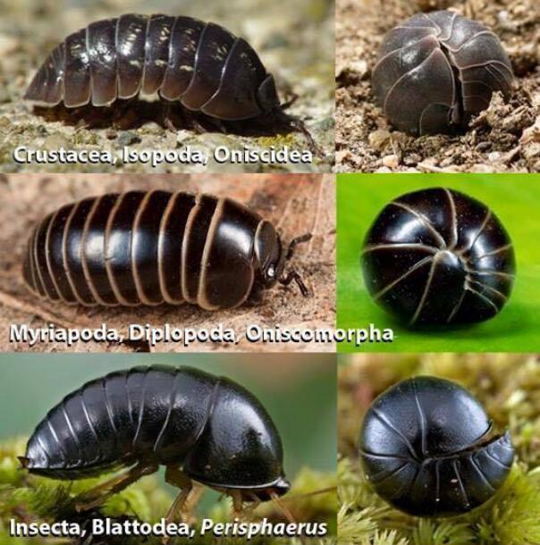 ���ϳ��ҧ���� ��ʲô���ﳤʲô����ͼƬ