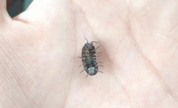 ���ϳ��ҧ���� ��ʲô���ﳤʲô����ͼƬ