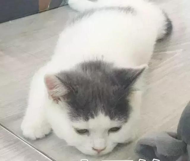 JustinΪʲô��nana Justin��������������Ƭ�ع�