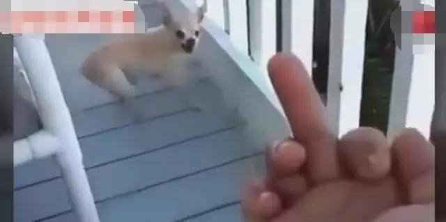 Ϊʲô���ܶԹ�����ָ ��һ�����������ָͼƬ