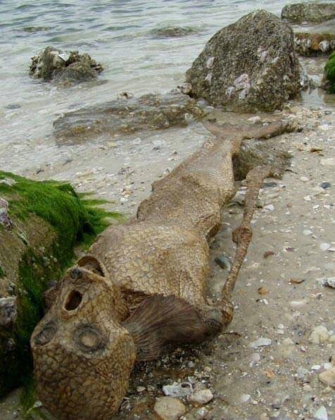 鲨鱼肚子里发现美人鱼图 鲨鱼为什么不吃潜水员