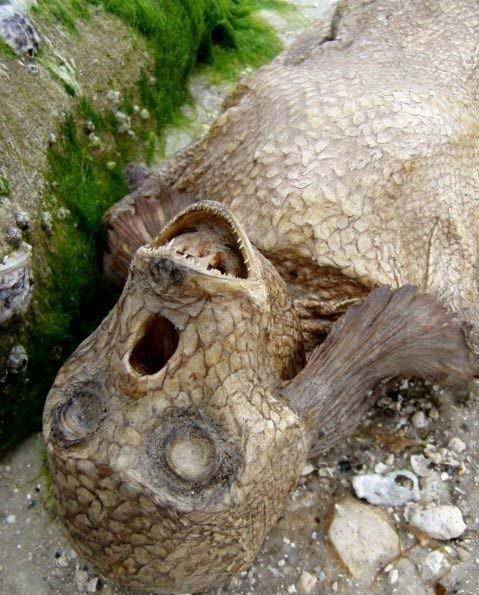 鲨鱼肚子里发现美人鱼图 鲨鱼为什么不吃潜水员