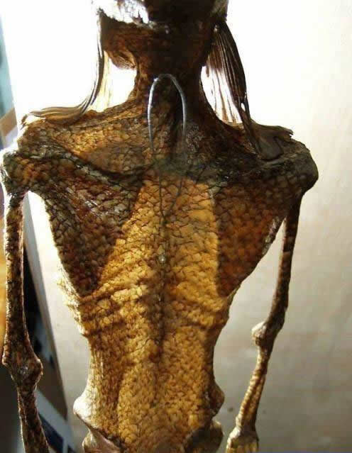 鲨鱼肚子里发现美人鱼图 鲨鱼为什么不吃潜水员