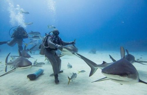 鲨鱼肚子里发现美人鱼图 鲨鱼为什么不吃潜水员