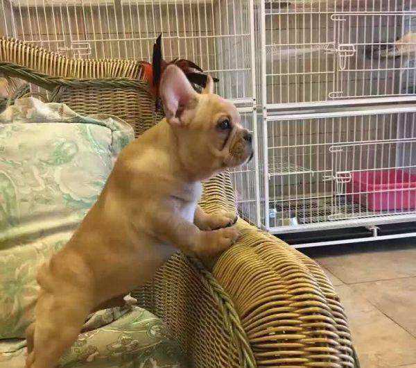 ����С��������Ǯһֻ ������ţȮʲô��ɫ�����