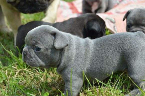 ����С��������Ǯһֻ ������ţȮʲô��ɫ�����