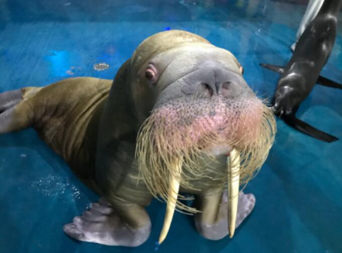 ��������Υ��Ʒ�� ������������������Щ