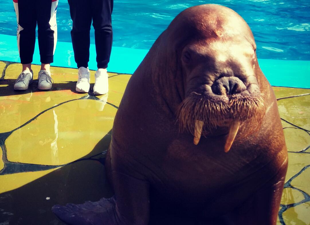 ��������Υ��Ʒ�� ������������������Щ