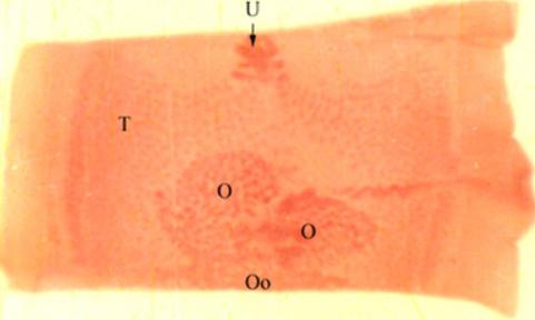 ţ���г�ͼƬ ��ô�жϵ���ţ���г� ��ô����ɱ��