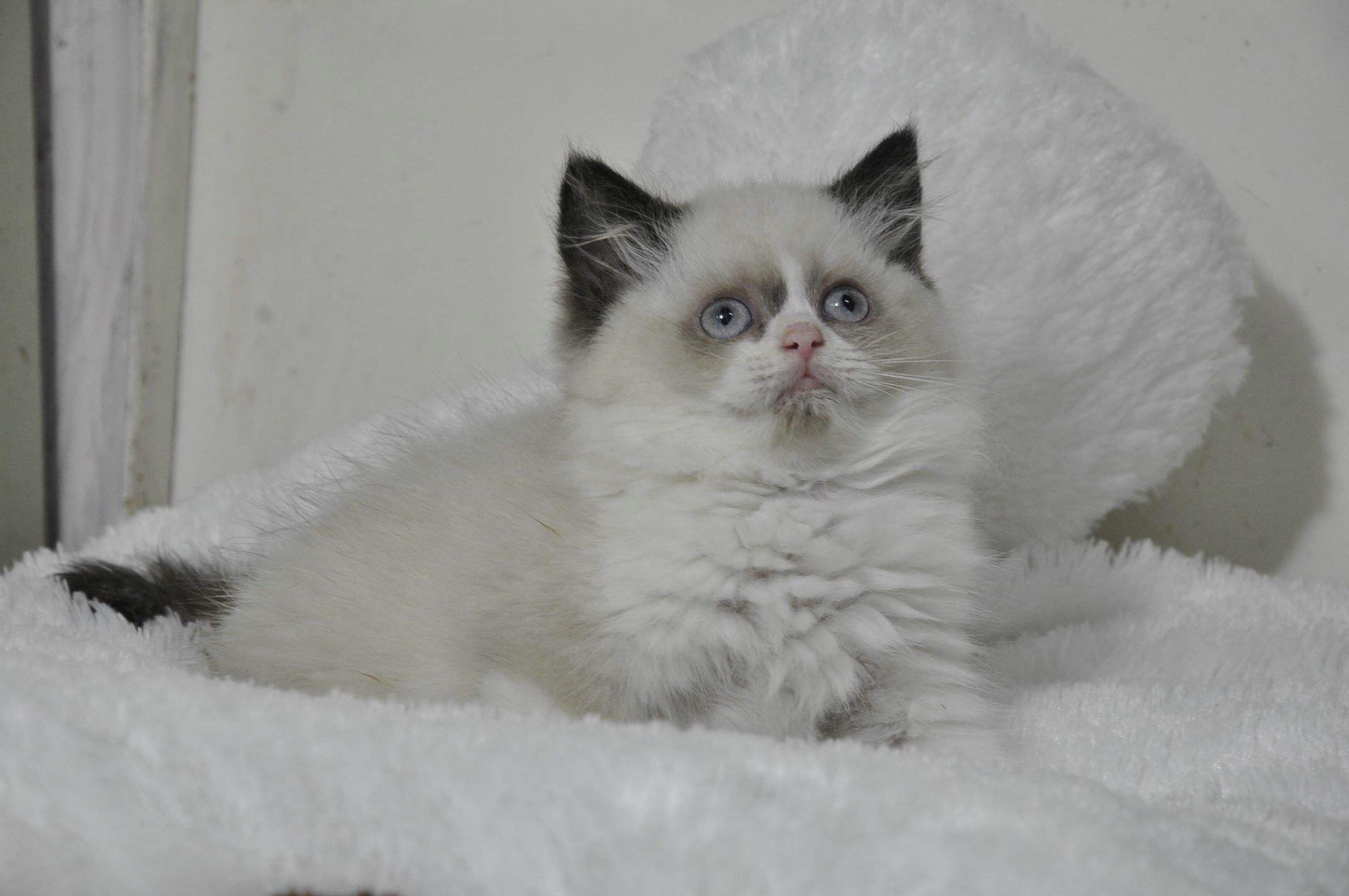 长毛猫夏天需要剪毛吗 英国长毛猫多少钱一只