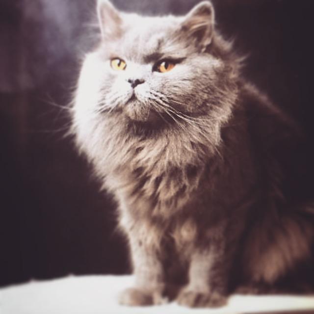 长毛猫夏天需要剪毛吗 英国长毛猫多少钱一只