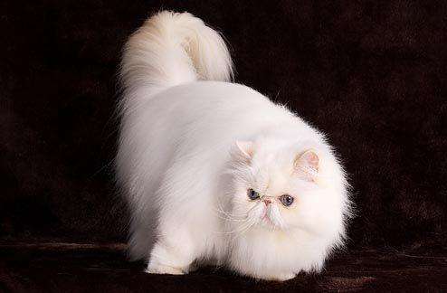 ��ëè������Ҫ��ë�� Ӣ����ëè����Ǯһֻ