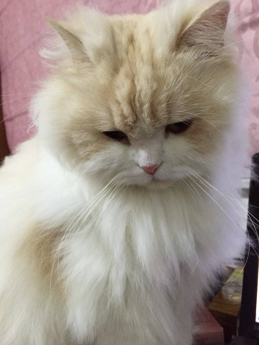 ��ëè������Ҫ��ë�� Ӣ����ëè����Ǯһֻ