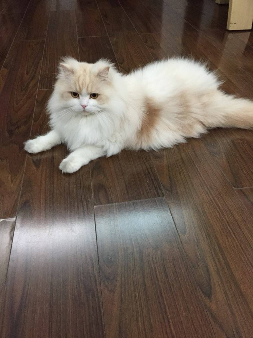 长毛猫夏天需要剪毛吗 英国长毛猫多少钱一只