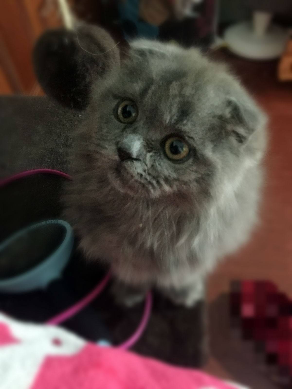 ��ëè������Ҫ��ë�� Ӣ����ëè����Ǯһֻ