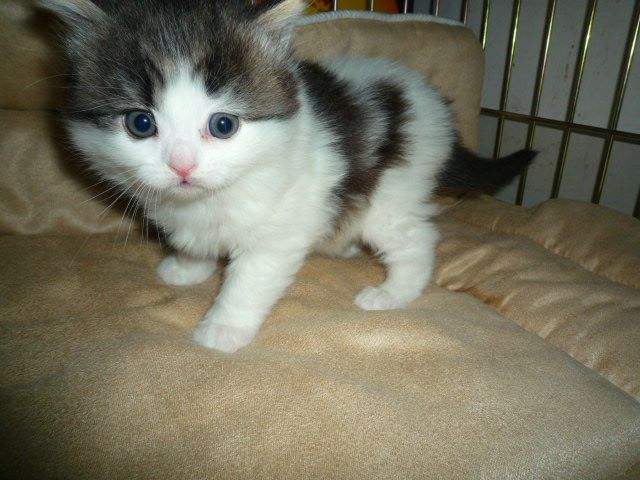 ��ëè������Ҫ��ë�� Ӣ����ëè����Ǯһֻ