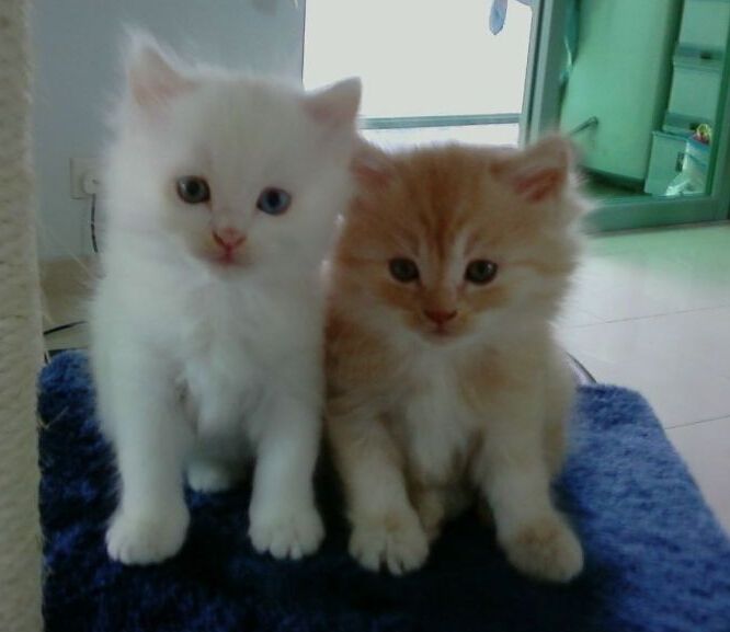 ��ëè������Ҫ��ë�� Ӣ����ëè����Ǯһֻ