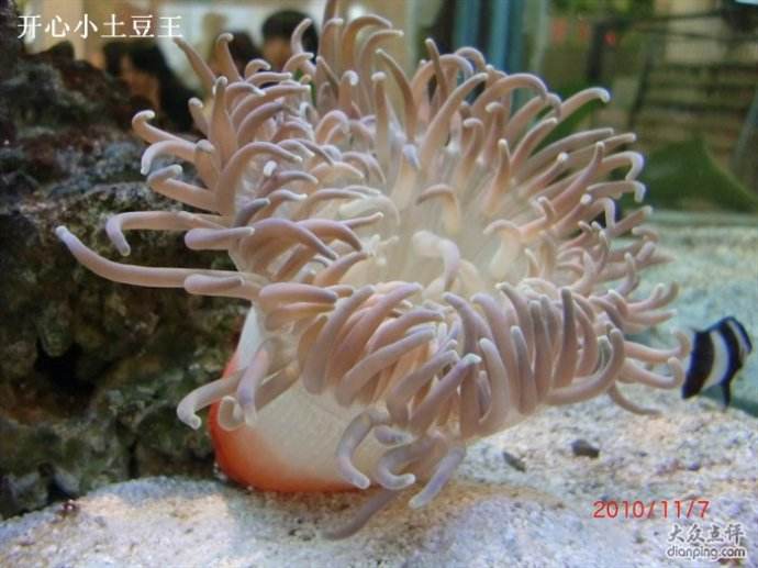 С������ϲ��ʲô���� С��������ô�����Լ���