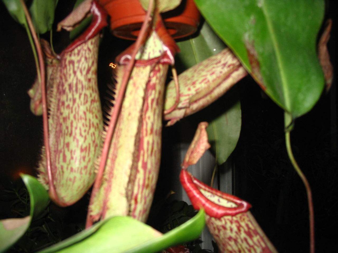 �����ݿֲ���Ƭ �����ݳԳ��ӵ�ԭ����ʲô