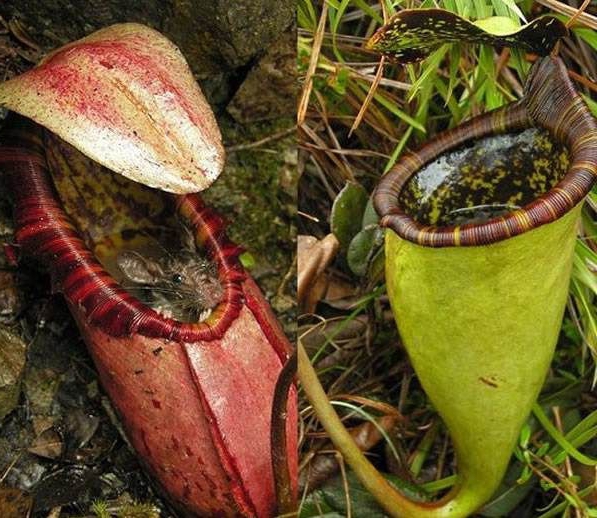 �����ݿֲ���Ƭ �����ݳԳ��ӵ�ԭ����ʲô