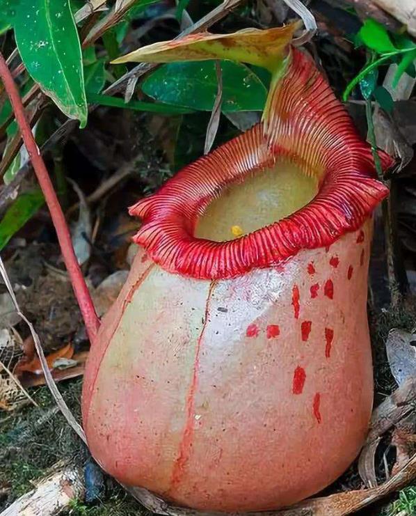 �����ݿֲ���Ƭ �����ݳԳ��ӵ�ԭ����ʲô