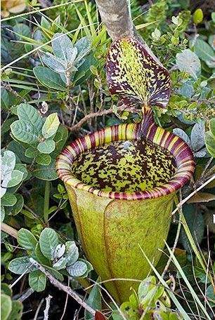 �����ݿֲ���Ƭ �����ݳԳ��ӵ�ԭ����ʲô