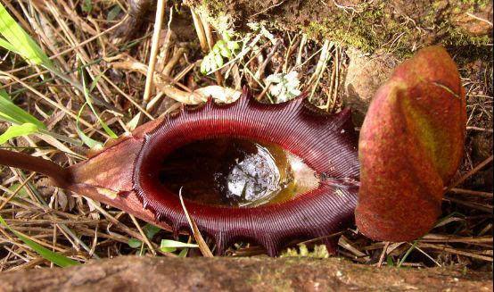 �����ݿֲ���Ƭ �����ݳԳ��ӵ�ԭ����ʲô