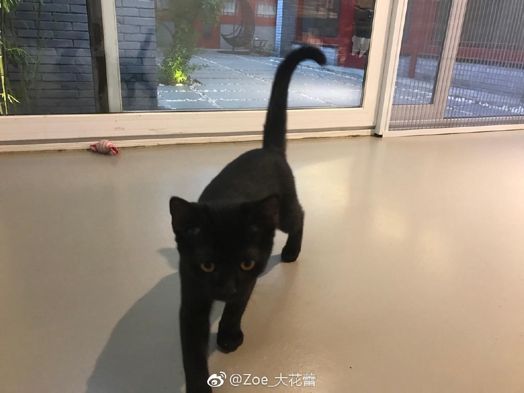 �����ټҾ��ж�� �������Ϲ���ʢ��������Ƭ