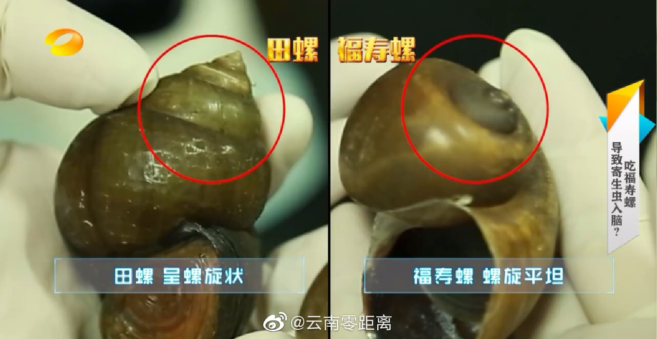福寿螺寄生虫很多不能吃吗 它名字为什么叫“福寿”