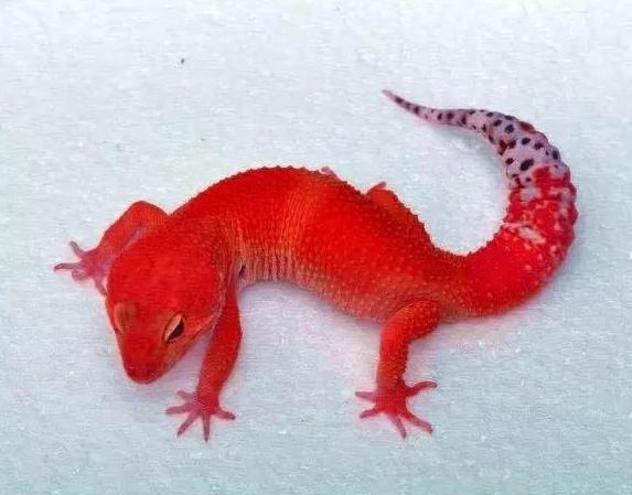 �ع�ɰ���ڻ����� ������Ե��ع�ɰ