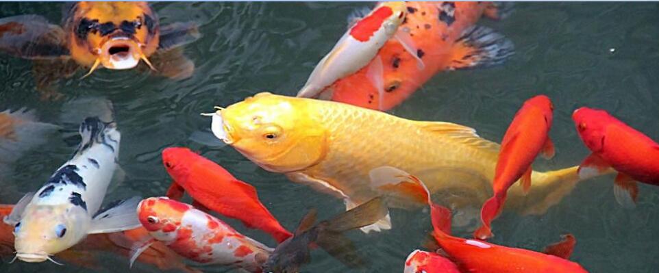 锦鲤为什么代表好运 锦鲤养几条最吉利