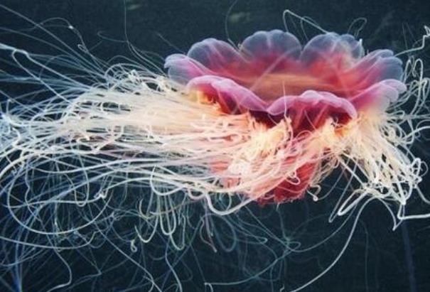 ����ϼˮĸ�ܳ������������ ����ϼˮĸ���˵�ͼƬɶ��