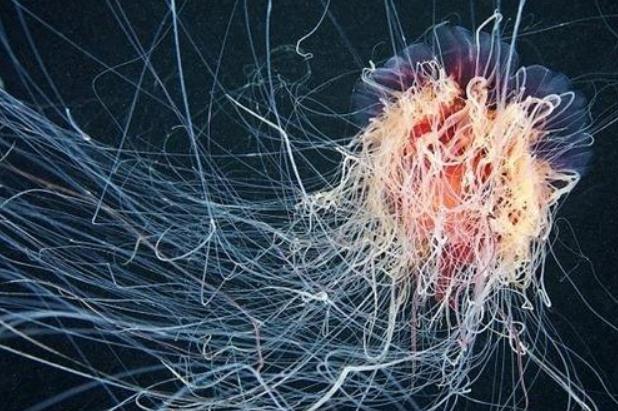 ����ϼˮĸ�ܳ������������ ����ϼˮĸ���˵�ͼƬɶ��