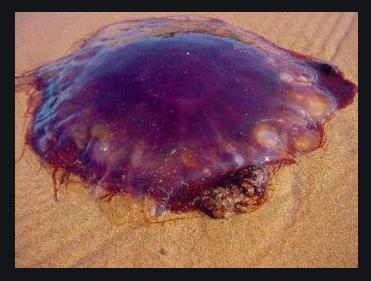 北极霞水母能吃鲨鱼是真的吗 北极霞水母死了的图片啥样