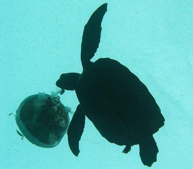 北极霞水母能吃鲨鱼是真的吗 北极霞水母死了的图片啥样