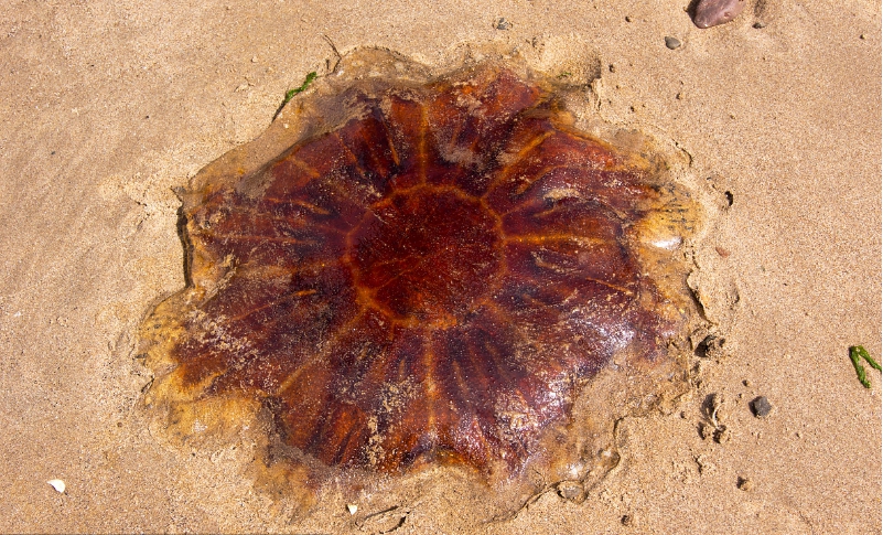 北极霞水母能吃鲨鱼是真的吗 北极霞水母死了的图片啥样