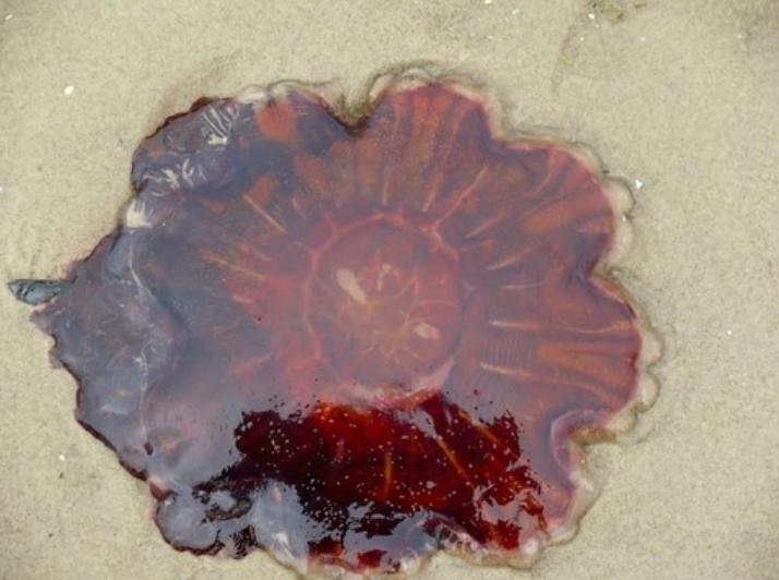 北极霞水母能吃鲨鱼是真的吗 北极霞水母死了的图片啥样